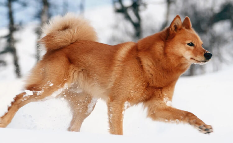 Finnish Spitz